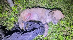 Brutálne týranie psa v Dunajskej Strede: Zviazali mu nohy, mlátili ním o chodník a odhodili ho k smetiam