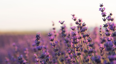 7 najodolnejších záhradných rastlín pre slovenské podmienky