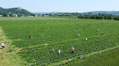 Na východe sa tisíce ľudí teší zo samozberu jahôd. Netušia však, ako sa ich obľúbené ovocie volá