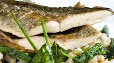 Zubáč so špenátom a haluškami