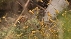 Na Záhorí likvidujú pahúsenice, mesiac tam nemôžete ísť na huby