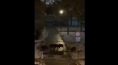 V bratislavskej Karlovej Vsi sa túlali diviaky. Jedného zastrelili