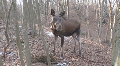 V lesoch na strednom Slovensku je losica na úteku. K majestátnemu zvieraťu sa nepribližujte