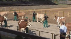 Príčesky, šminky a najnovšie módne trendy. V Nitre volili kravskú kráľovnú krásy