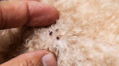 Blcha nakazila chlapca, je v kritickom stave