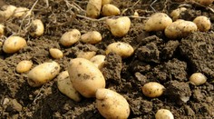 Jeme ich všetci a nedáme na ne dopustiť, no môžu nám aj vážne škodiť