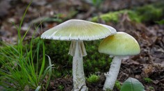 Aplikácia mu poradila, aby zjedol muchotrávku zelenú. Muž skončil hospitalizovaný na JIS-ke