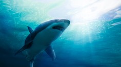 Žralok zaútočil na surfistu pri havajských brehoch. Život mu zachránil pohotový ťah polície