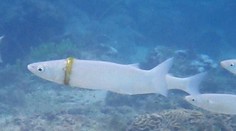 Počas plávania prišiel o obrúčku. Po mesiacoch ju zbadala potápačka navlečenú na rybe