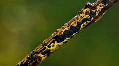 Slovensko sa pýši ďalším svetovým unikátom. Pozrite si, čo to je