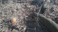 Pilčík (†41), ktorého pri Nitre zavalil strom, pílil v lese načierno