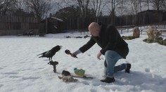 Budú za nás raz upratovať vrany? Vo Švédsku to už skúšajú a zmysel v tom vidia aj slovenskí zoológovia