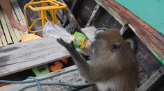 Makak zaútočil na turistu. Ukradol mu vodku a schuti sa napil