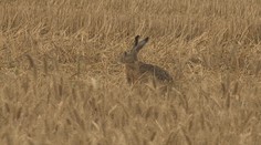 Odborník opísal príznaky smrtiacej choroby, ktorá postihla zajace. Že sa deje niečo zvláštne, si všimli aj poľovníci
