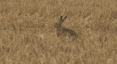 Odborník opísal príznaky smrtiacej choroby, ktorá postihla zajace. Že sa deje niečo zvláštne, si všimli aj poľovníci