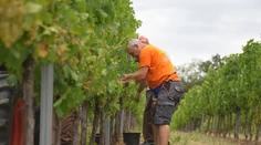 Na jeseň už nebude čo oberať. Klíma mení vinobranie aj na Slovensku