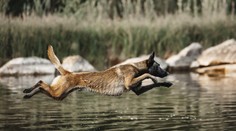 VIDEO: Pes, ktorý „lezie po stenách“ a skočí takmer tri metre. Slovenská polícia bude mať nové posily