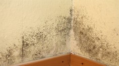 Mať doma plesne je zdravotné riziko. Spôsobujú širokú škálu chorôb