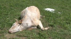 Z tohto pohľadu sa zdvíha žalúdok! Lúka je plná mŕtych kráv