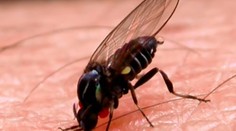 Hmyz útočí na deti. Uštipnutia mávajú komplikované následky