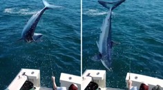 Dramatické video z rybačky: Do lode s rybármi nečakane skočil jeden z najobávanejších žralokov
