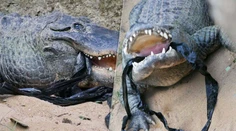 Testujú, či ešte žijú. Zoo prosí návštevníkov, aby nehádzali do zvierat kamene