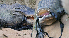 Testujú, či ešte žijú. Zoo prosí návštevníkov, aby nehádzali do zvierat kamene
