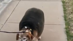 Bígel Wolfgang začal boj s nadbytočnými kilami, jeho váha vás zaskočí