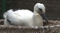 Príbeh z chovnej stanice. Bocianie mláďa dostalo druhú šancu na život