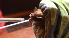 Na balkóne jej pristálo asi 300 netopierov