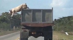 Prasa na úteku: Za jazdy vyskočilo z nákladiaku