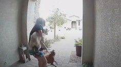 Hrdinský čin: Kuriérka sa postavila pred zúriaceho pitbulla, aby zachránila dcéru zákazníka