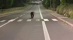 VIDEO: Medveď sa nadránom prechádzal po centre Detvy. Nebolo to prvýkrát