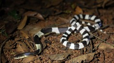 Extrémne jedovatý had ako domáce zviera? To sa nemohlo skončiť dobre