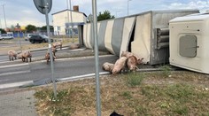 V Senci sa prevrátil kamión s ošípanými. Časť uhynula, ďalšie sa pohybujú v okolí