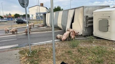 V Senci sa prevrátil kamión s ošípanými. Časť uhynula, ďalšie sa pohybujú v okolí