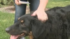 Zvratky psa jej vrátili to, čo hľadala päť rokov