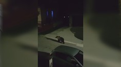 Z obce ho chceli odplašiť. Medveďa z Liptovských Revúc nakoniec museli odstreliť