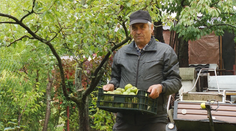 Rady nad zlato: Zisťovali sme, ako uskladniť zeleninu a ovocie, aby vám vydržali čo najdlhšie