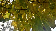 Slnko zohreje vzduch, teploty budú stúpať. Ďalšie dni ale jeseň ukáže svoju odvrátenejšiu tvár