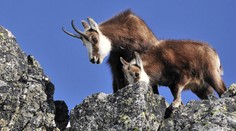 Kamzíky pred 20 rokmi takmer vyhynuli, dnes je ich rekordný počet