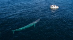 K španielskym brehom sa vracajú vráskavce obrovské. Nemusí to byť dobrá správa, tvrdia vedci