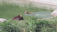 Budaj premýšľa nad tatranskou verziou Jurského parku. Medvede by v ňom mali polepšovňu