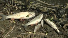 Stovky otrávených rýb našli v potoku neďaleko Levíc