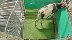 Vedci dokázali zdanlivo nemožné. Naučili kravy chodiť na toaletu