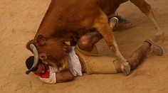 Býky na tradičnom behu zabíjali. Jeden mŕtvy a traja zranení