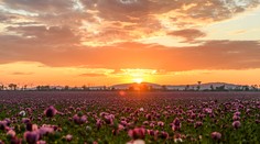 Prvý letný deň na Slovensku príde už čoskoro. Meteorológova hlásia dobré správy pre milovníkov tepla