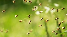 Nádejný objav vedcov. Včely vedia detekovať covid, výsledok je známy ihneď