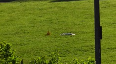 Muž začal bezhlavo strieľať na koncerte v Rakúsku.  Postrelil aj cudzincov