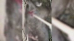 Upozornil na psie zápasy pri Komárne, neskôr si pred domom našiel zohavené telo svojho psa